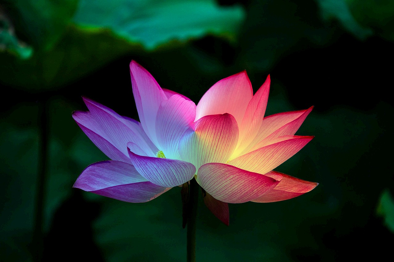 lotus flower, lotus, rainbow-5151674.jpg
